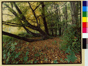 imm_MI170_0000095