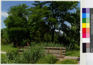 imm_MI170_0003826