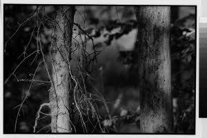 imm_MI170_0004413
