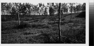 imm_MI170_0005356